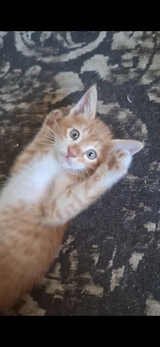 Котята  г шымкент