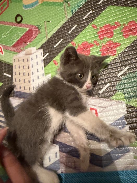 Продается котята!