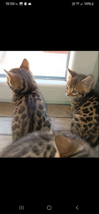 Породиста Бенгалска котка