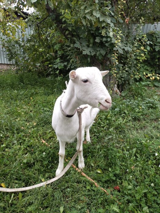 Заанен ешкі сатылады 1 туған