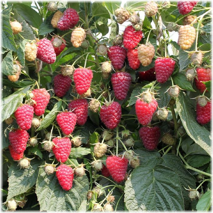 Polana Polka Maravila Malina koʻchati