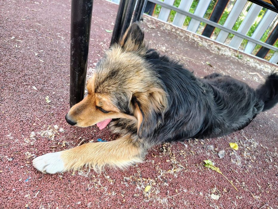 Может это Ваша Каштанка