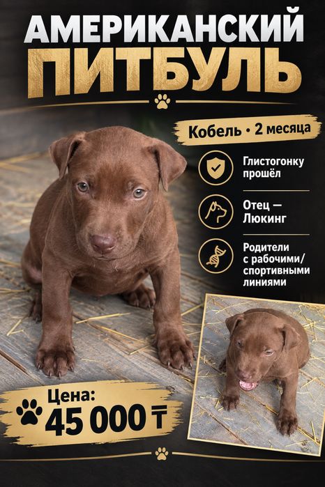 Продам Питбуля ( кобель)
