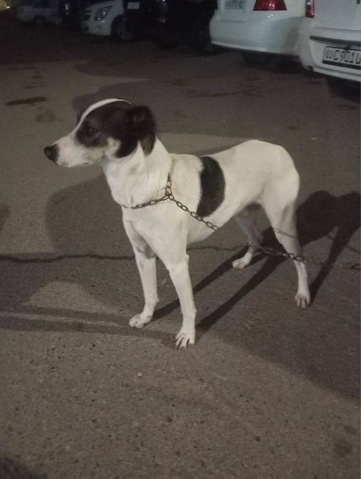 Отдаю собак в добрые руки