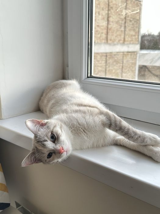 Отдам кошку в хорошие руки