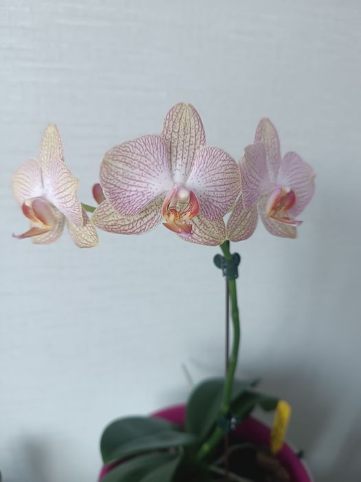 Орхидея фаленопсис сорт Ровелло.