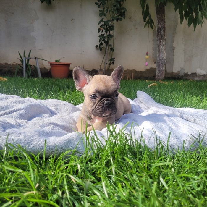 Bulldog francez fetite si baieti