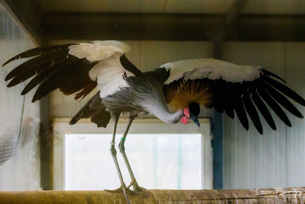 Vând cocori încoronati