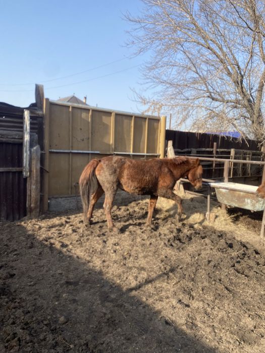 Бие мен тайлар откормда