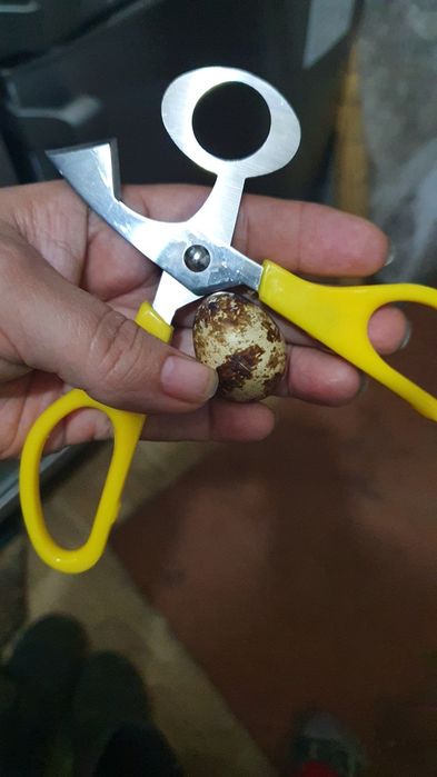 Ножницы для перепелиных яиц ⁰