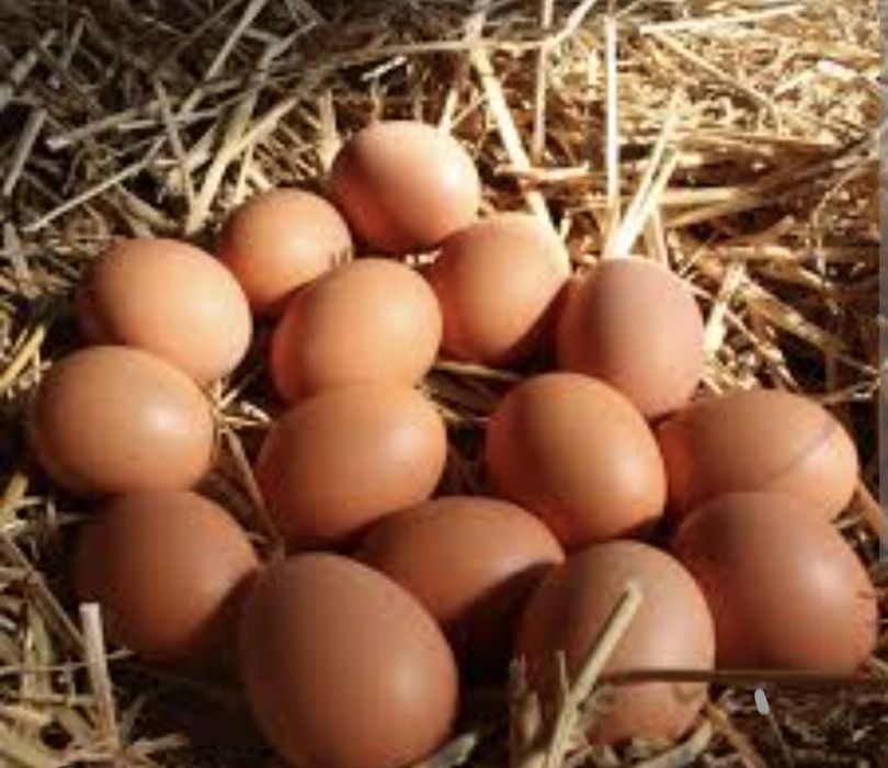 Oua de tara gaina