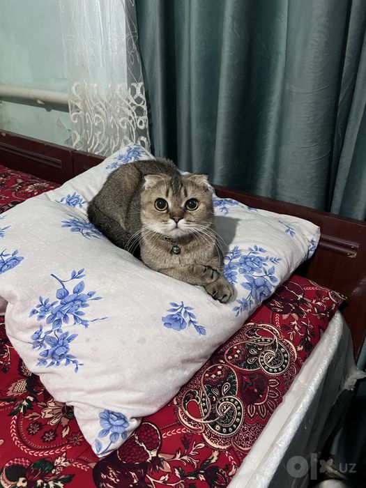 Кошки zalataya shinshila toza paroda