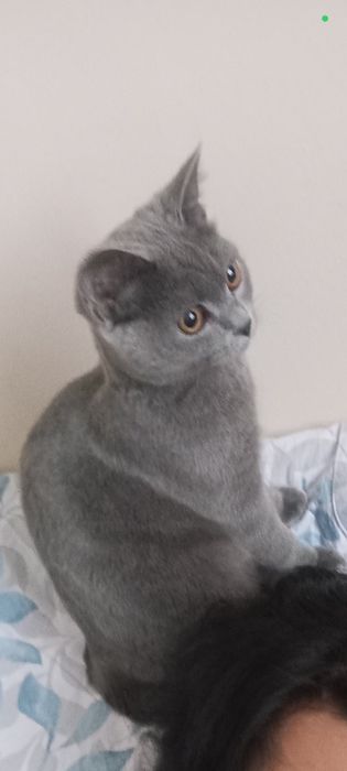 mushuk britisch 5oylik