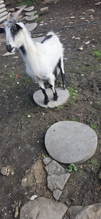 Коза /за продан.