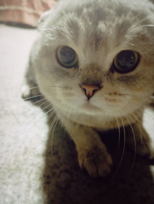 Кот для вязки очень хороший