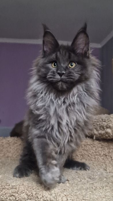 Котёнок мейн-кун шру класса голубой дым.