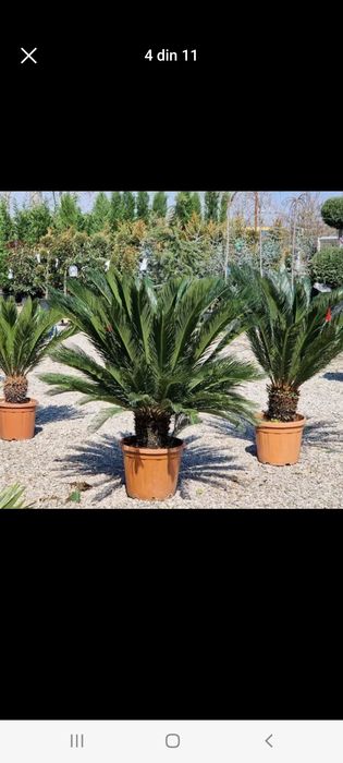 Vindem plante ornamentale tuia spiral măslin palmieri mestecân palmier