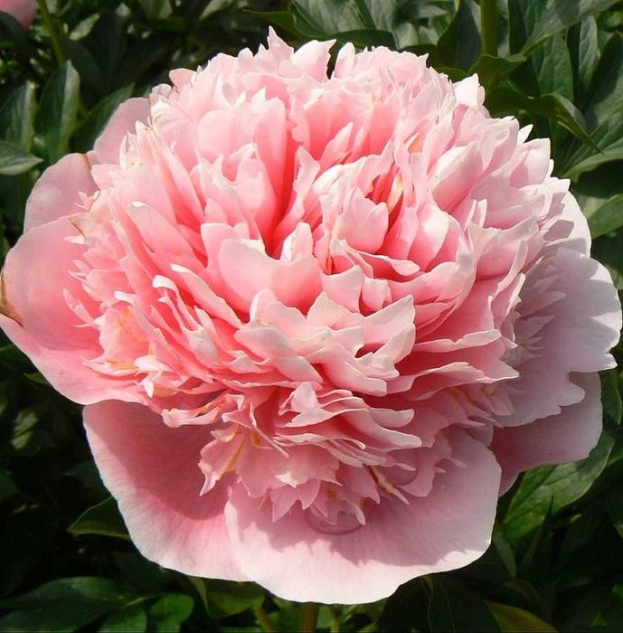 Сортовые  Пионы.