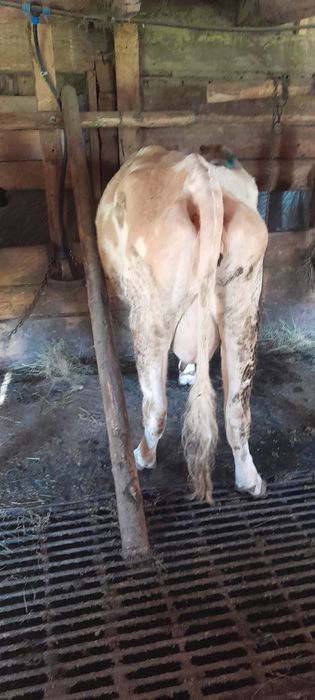 Vaca cu lapte ….