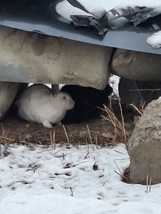 Қоиан сатылады багасын келісеміз