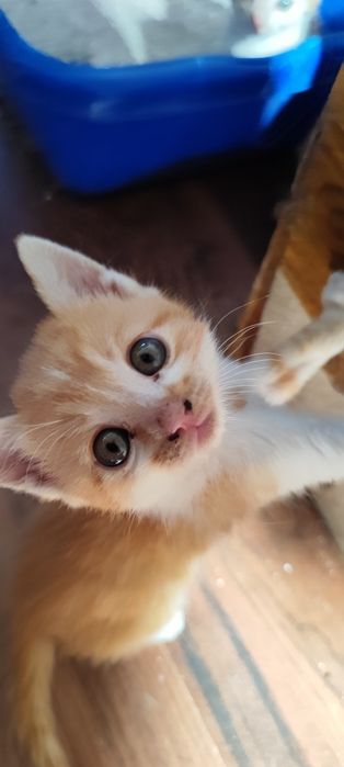 ПОДАРЯВАТ СЕ! 4 Мъжки 2 Женски котенца