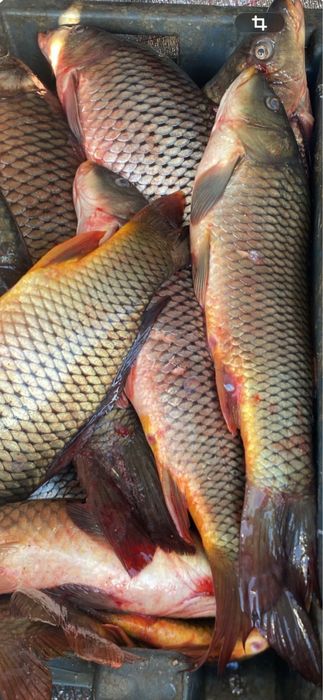 Продам рыбу озеро Балхаш , пишите и звоните на ватцап.