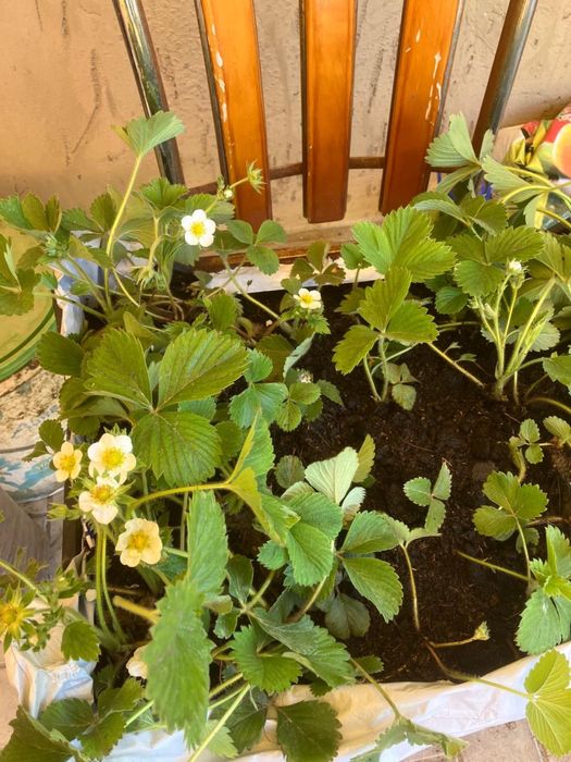 Клубника, саженцы