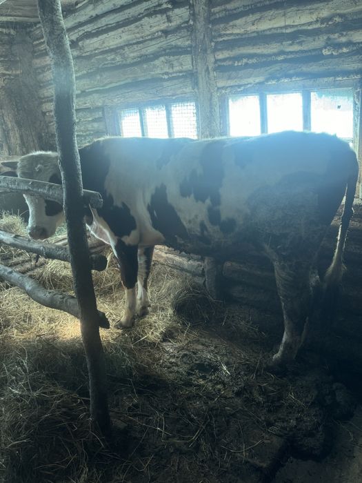 Продам быков …..