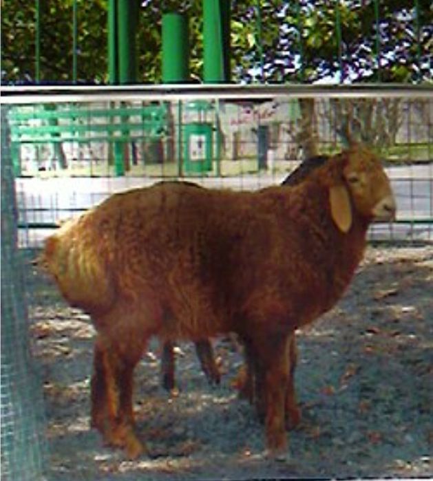 баран овца ягненок