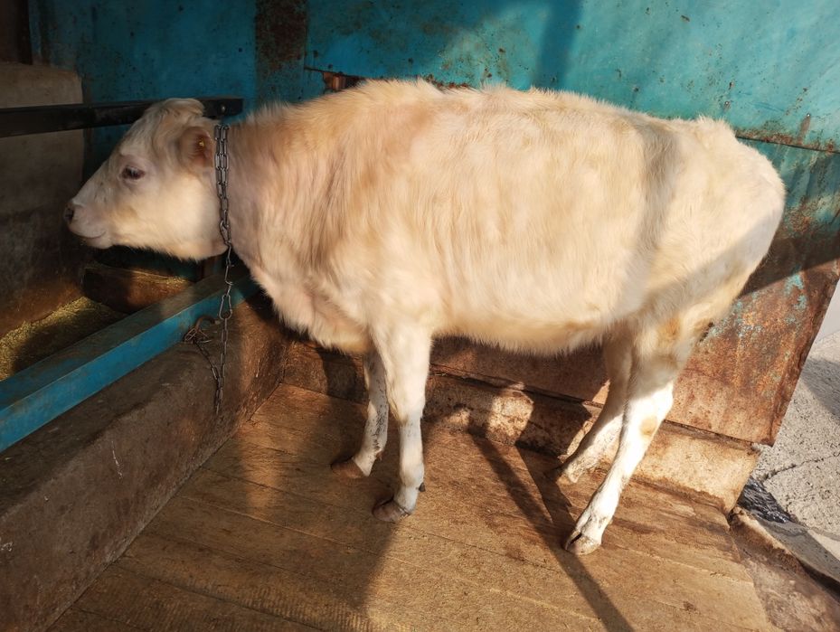 Продам телку аляколь