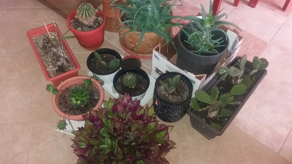 цветя и саксии всички за 25евро