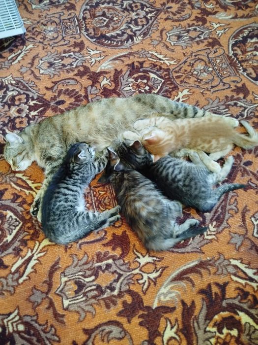 Отдам котят в добрые руки