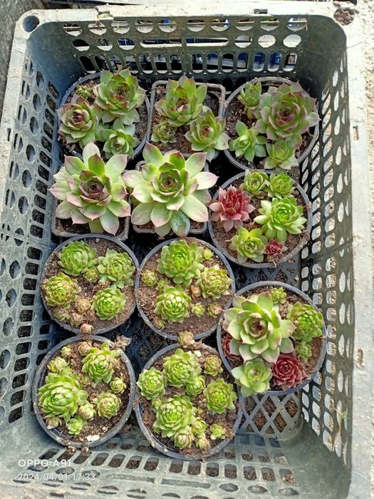 Цветы"каменная роза"