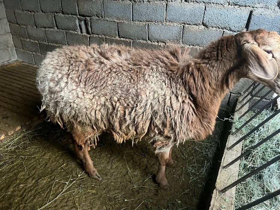 Арашан қошқар мен буаз қой