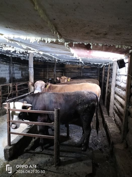 Тұқымыққа бұқалар сатам