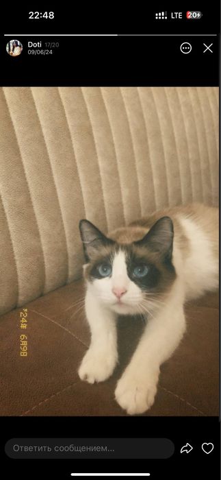 Котята продаются