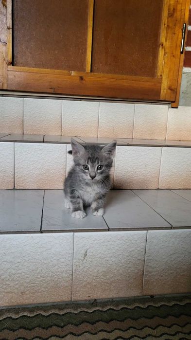Подаряваме малки котета