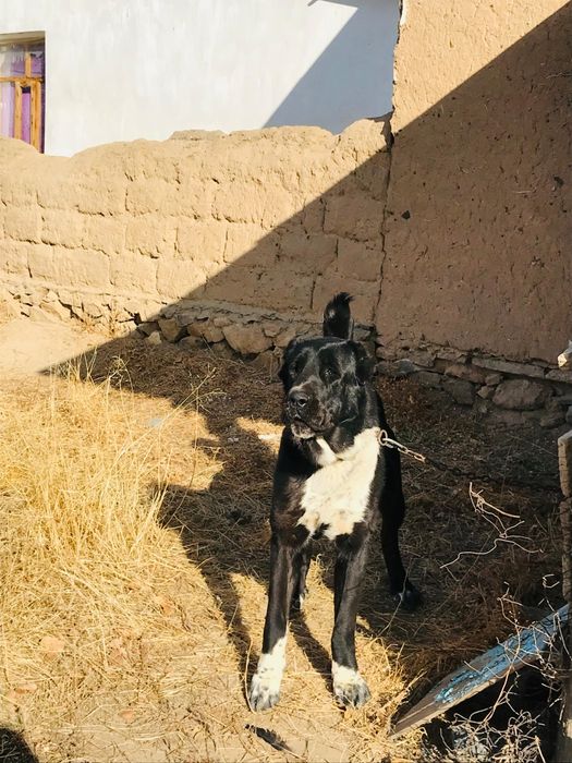 Алабаи ит төбет сроч