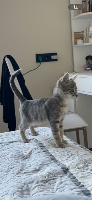 Отдам котенка, в хорошие руки.