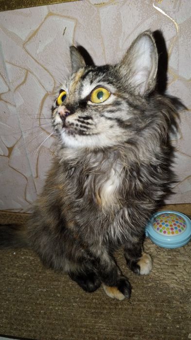 Отдам даром, только в добрые руки