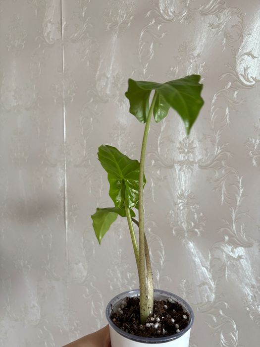 Продам комнатные цветы, алоказии