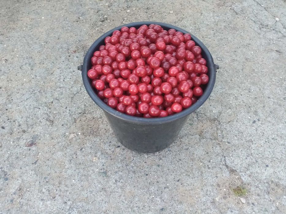 ПРОДАМ садовую вишню