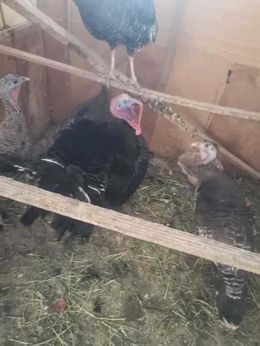 Продам индюк  Срочно