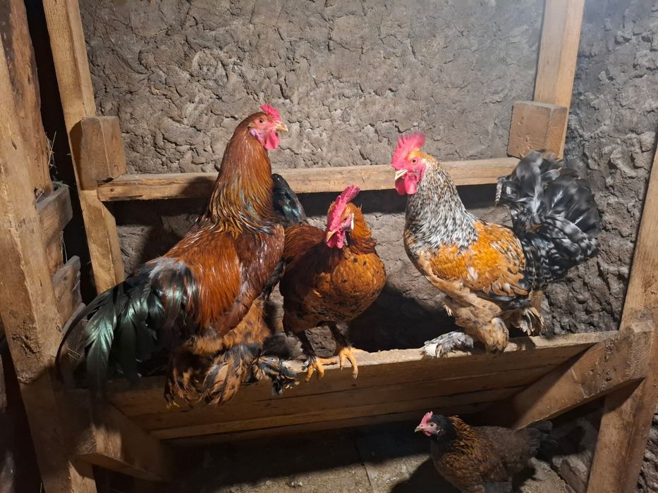 Продам петухов молодых