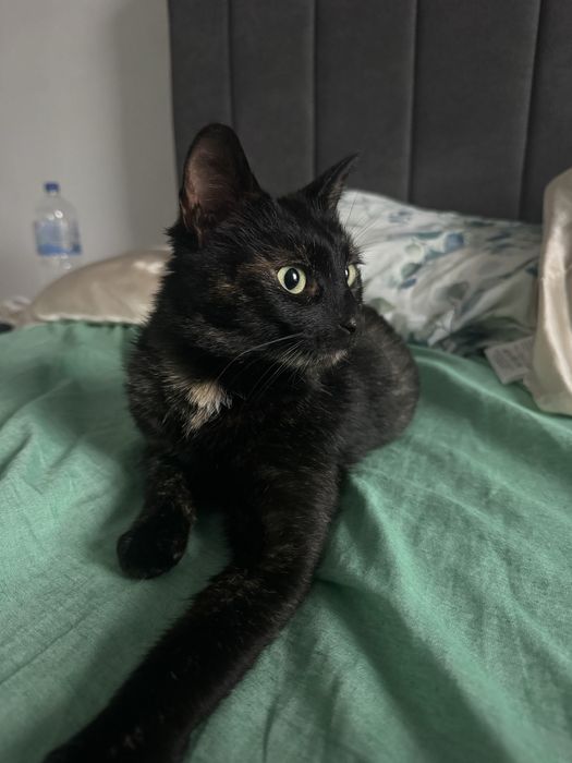 Gasit pisica gestanta