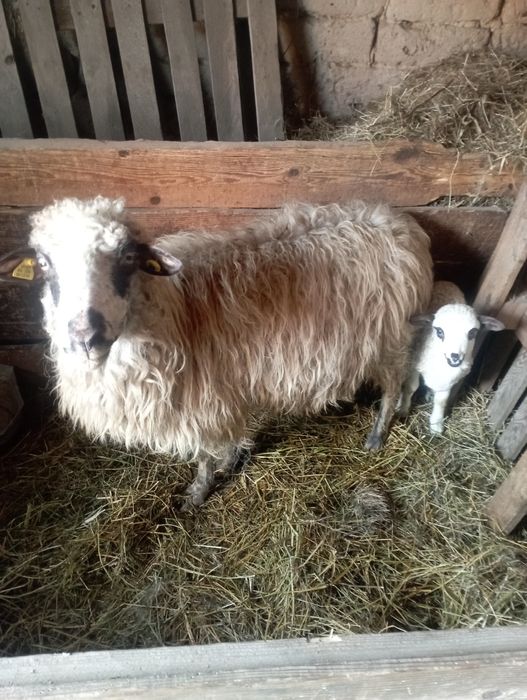 Vand berbec tânăr și o oaie cu miel