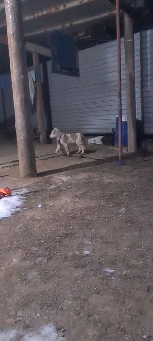 Продам щенка 3 месяц