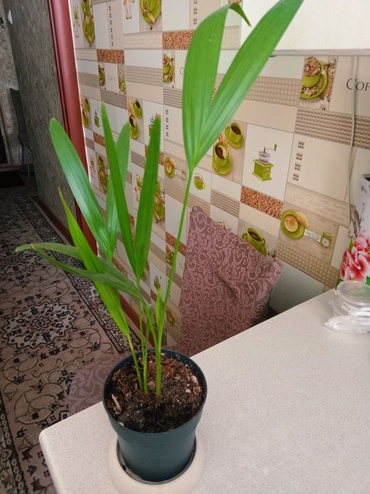 Пальма дипсис продам