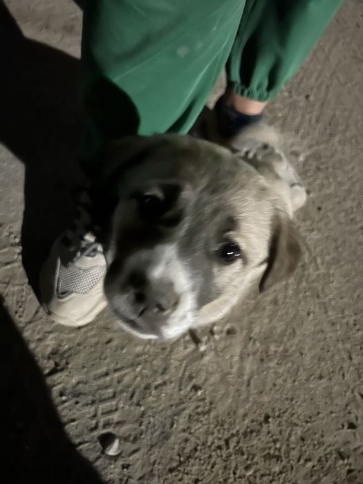 Алабай не чистый