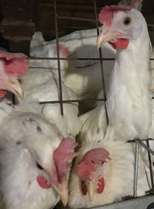 Куры несушки Коралл